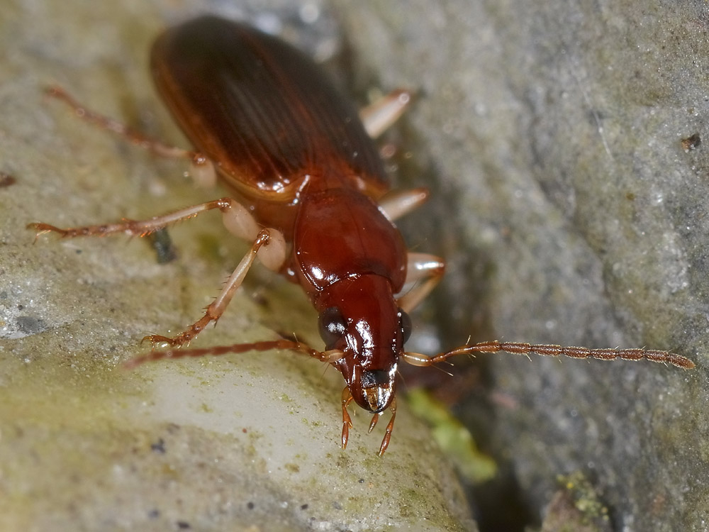 Quale Carabidae? Paranchus albipes
